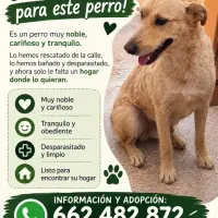 Adopta a Lucas
