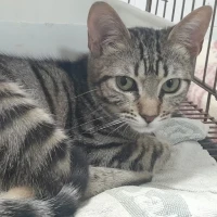 Adopta a Rayito