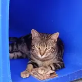 Adopta a Taco