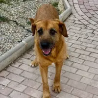 Adopta a Sandra