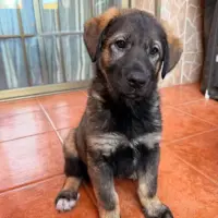 Adopta a Kira