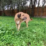 Adopta a Martin