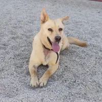 Adopta a Loba 2