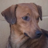 Adopta a Toreto