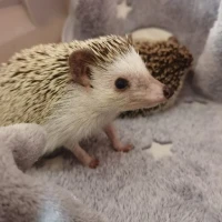 Adopta a Olivia Y Venus