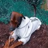 Adopta a Oso