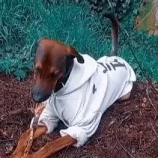 Oso