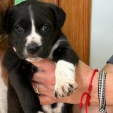 Adopta a Zeta