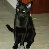 Adopta a Chusta