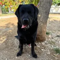 Adopta a Loki