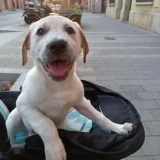 Adopta a Susan