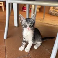 Adopta a Bizcocho.