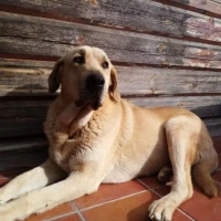 Adopta a Dora