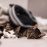 Adopta a Gatos