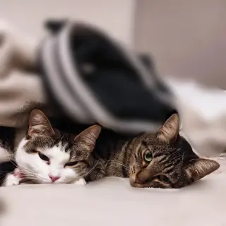 Gatos