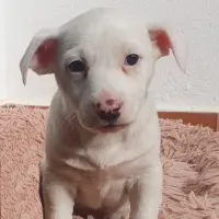 Adopta a Nata
