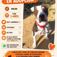 Adopta a Chocolate