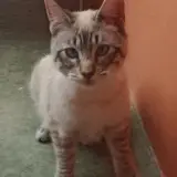 Adopta a Sebastián