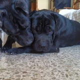 Adopta a Cain Y Odin