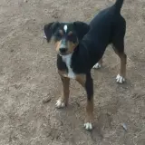 Adopta a Aragorn