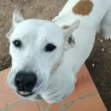 Adopta a Pacha