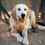 Adopta a Olivo