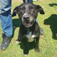 Adopta a Polet