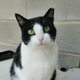 Adopta a Piña