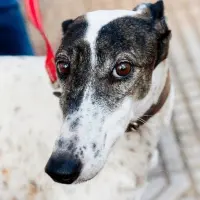 Adopta a Pepa