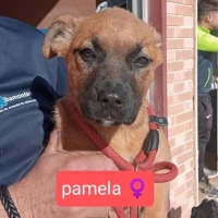 Adopta a Pamela