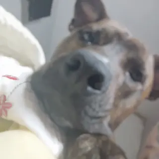 Tyson