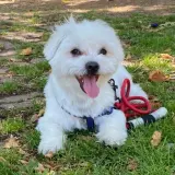 Adopta a Davor