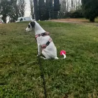 Adopta a Perla
