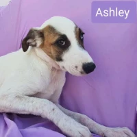 Adopta a Ashley