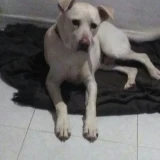 Adopta a Narco