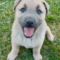 Adopta a Amigo