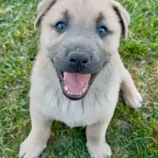 Amigo