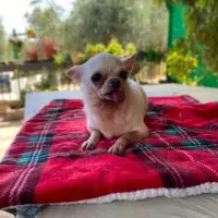Adopta a Loki