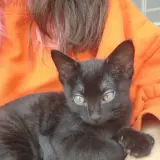 Adopta a Atún