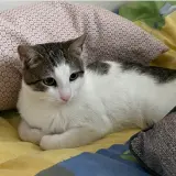 Adopta a Kai
