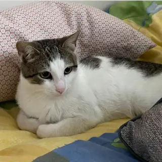 Kai