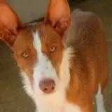 Adopta a Coto