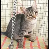 Adopta a Cronos