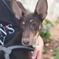 Adopta a Ron