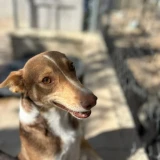 Adopta a Cohete, Perrito Pequeño Tlf 645978718