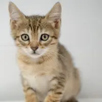 Adopta a Phortos