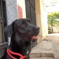 Adopta a Bayron