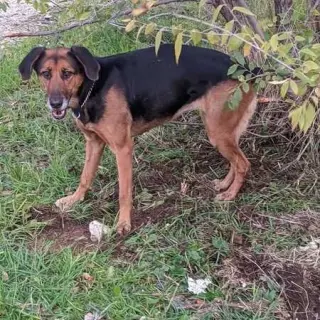 Nora