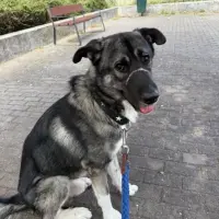 Adopta a Nor