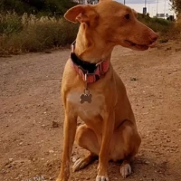 Adopta a Lua